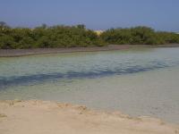 Mangrove du ras mohammed